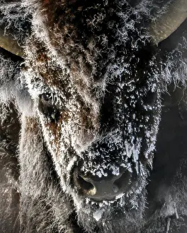 Wyoming Prints: Yellowstone National Park. A frosty bison gazing close-up
