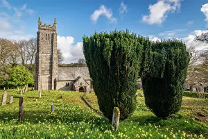 Daffodil Prints: Yew tree archway in the Daffodil covered graveyard of St Mary the Virgin Church in Throwleigh
