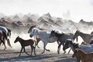 Dust Gallery: Yilki horses, Cappadocia, Nevsehir Province, Central Anatolia, Turkey