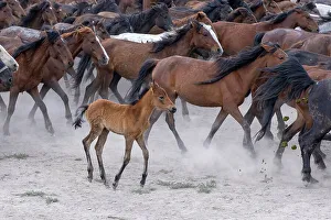Yilki horses, Cappadocia, Nevsehir Province, Central Anatolia, Turkey
