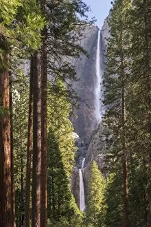 California Collection: Yosemite Falls through the conifer woodlands of Yosemite Valley, California, USA