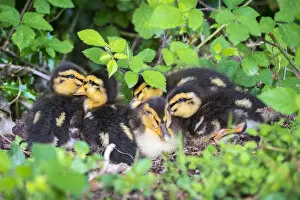 Young baby ducks, ten day old ducklings in the grass, La Creuse, Limousin, France