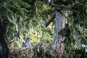 Young bald eagle in the nest, Vancouver Island, British Columbia, Canada