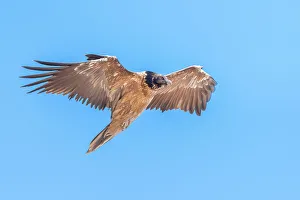 Animalia Prints: Young bearded vulture, Valle dell Orco