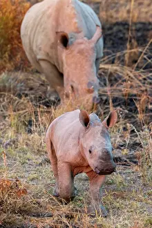 Big Five Prints: Young Black Rhino and Mother at Pilanesberg National Park
