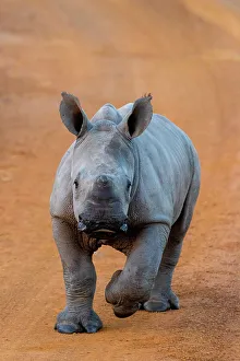 Big Five Prints: Young Black Rhino at Pilanesberg National Park, North West Province, South Africa