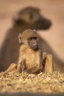 Young Chacma Baboon, Chobe River, Chobe National Park, Botswana