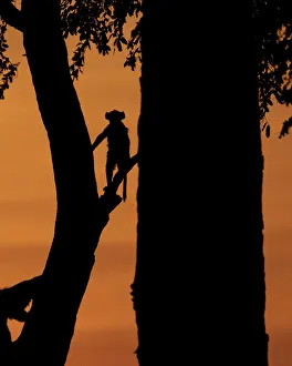 Baby Prints: Young Chacma Baboon silhouette, Chobe River, Chobe National Park, Botswana