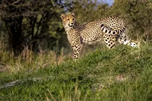 Young Animal Prints: Young Cheetah, Okavango Delta, Moremi Game Reserve, Botswana