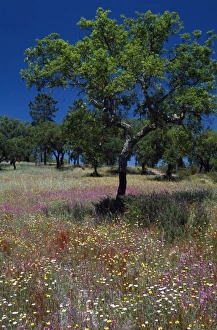 A young cork tree in a field of wild flowers