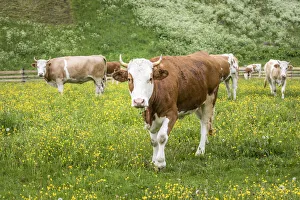 Young cows on the pasture in the village of Innervillgraten, Villgratental, East Tyrol, Tyrol, Austria Young cows on the pasture in the village of Innervillgraten, Villgratental, East Tyrol, Tyrol, Austria
