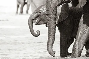 B And Prints: Young Elephant, Chobe River, Chobe National Park, Botswana