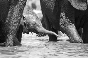 B And Prints: Young Elephant drinking, Chobe River, Chobe National Park, Botswana