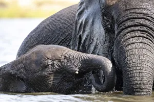Young Elephant with mother, Chobe River, Chobe National Park, Botswana