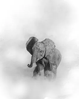 Dust Gallery: Young elephant shrouded in dust, Chobe River, Chobe National Park, Botswana