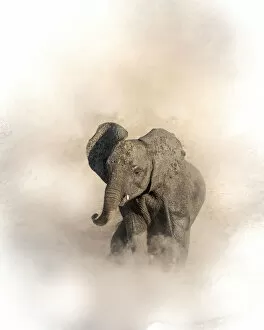 Images Dated 17th June 2020: Young elephant shrouded in dust, Chobe River, Chobe National Park, Botswana