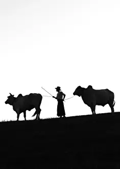 Farmers Prints: Young farmer with two oxen, Bagan, Mandalay region, Myanmar