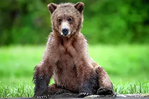 Bear Prints: A young female grizzly bear sitting in the Khutzeymateen Grizzly Bear Sanctuary