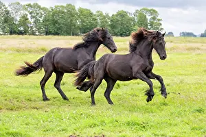 Holland Prints: Two young Friesian horses run free, North-West Friesland, Netherlands