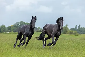 Rain Prints: Two young Friesian horses run free in the rain, North-West Friesland, Netherlands