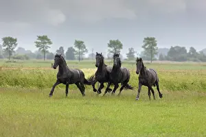 Rain Prints: Four young Friesian horses run free in the rain, North-West Friesland, Netherlands