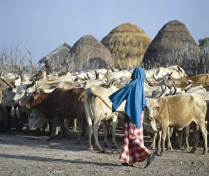 African Village Gallery: A young Galla herdsboy with his familys cattle outside their homestead