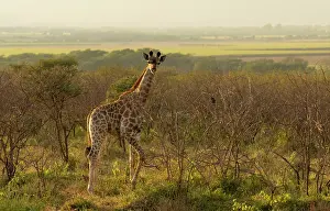 Kwazulu Natal Prints: Young giraffe, Zimanga Private Game Reserve, KwaZulu Natal, South Africa