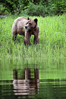 Bear Prints: A young grizzly bear eating grass in the Khutzeymateen Grizzly Bear Sanctuary, Canada