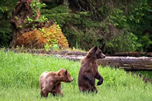 Bear Prints: Young grizzly bears in the sedge grass in the Khutzeymateen Grizzly Bear Sanctuary, Canada