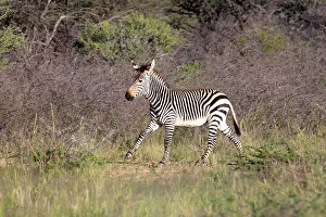 Zebra Prints: A young Hartmann's Mountain zebra, Okonjima Nature Reserve, Namibia, Africa