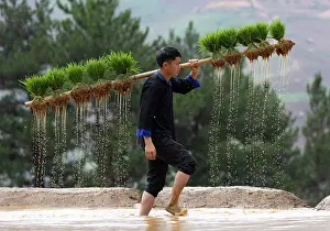 Mu Cang Chai Prints: Young Hmong man carrying rice plants on a wooden pole in the rice terraces