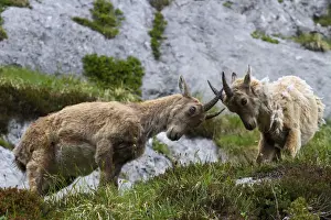 Ibex Prints: Young Ibex, Montasio, Italy. Young Ibex playing in Piani del Montasio