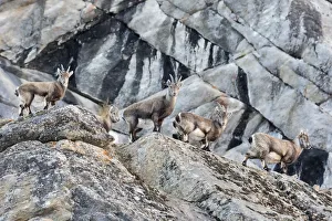 Mammalia Prints: Young Ibex along the slope, italian alps, Piedmont, Italy