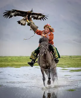 Attire Prints: Young Kazakh Eagle hunter galloping through water on horseback with his trained golden eagle