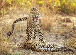 Zambia Prints: Young leopard brothers, South Luangwa National Park, Zambia