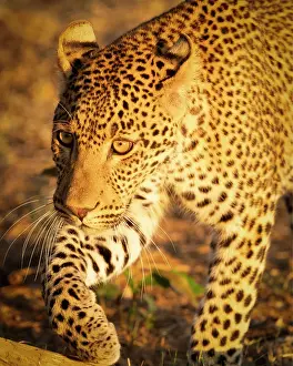 Zambia Prints: Young leopard, South Luangwa National Park, Zambia