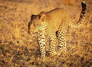Zambia Prints: Young leopard, South Luangwa National Park, Zambia