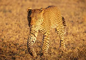 Zambia Prints: Young leopard, South Luangwa National Park, Zambia