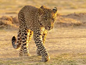 Zambia Prints: Young leopard, South Luangwa National Park, Zambia