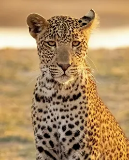 Zambia Prints: Young leopard, South Luangwa National Park, Zambia