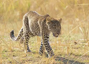 Zambia Prints: Young leopard, South Luangwa National Park, Zambia