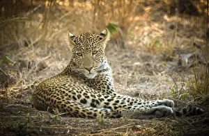 Zambia Prints: Young leopard, South Luangwa National Park, Zambia
