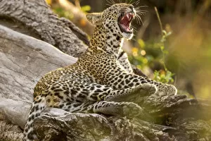 Young leopard on a tree trunk, yawning showing teeth, Serengeti Grumeti Reserve, Tanzania
