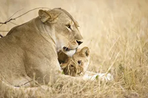 Big Cat Gallery: A young lion cub being affectionate with its mother lion, Serengeti Grumeti Reserve