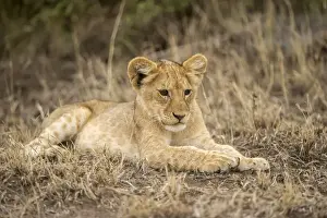 Youth Prints: A young lion cub lying down, Serengeti Grumeti Reserve, Tanzania, Africa
