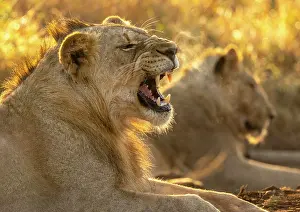 Big Cat Prints: Young male lion growling, backlit by early morning sunlight