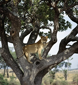 Wild Animals Gallery: A young male lion looks intently at animals grazing