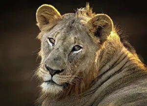 Big Cats Prints: Young male lion, Zimanga Private Game Reserve, KwaZulu Natal, South Africa