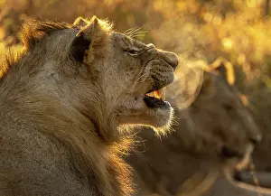 Big Cats Prints: Young male lion, Zimanga Private Game Reserve, KwaZulu Natal, South Africa