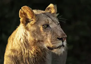 Big Cat Prints: Young male lion, Zimanga Private Game Reserve, KwaZulu Natal, South Africa